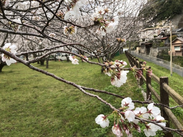 鹿児島市にも桜がやって来ました!!